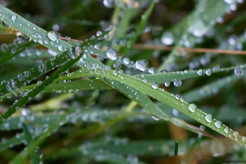 Garden grass droplets This still life photograph captures garden grass in the early afternoon during the autumn season. The image focuses on the blades of grass covered in water droplets, highlighting the interaction between nature and the microenvironment found among plants. The water droplets reflect light and appear in varying sizes along the slender green grass, demonstrating the delicate relationship between grass and moisture. This close-up view emphasizes the intricate surface of the plants and the way nature preserves hydration in autumn, offering a detailed perspective that showcases both the textures and clarity found in water droplets resting on fresh grass.